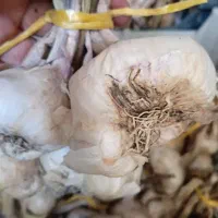 سیر|خوردنی و آشامیدنی|بروجرد, |دیوار