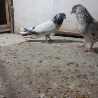 کفتر|حیوانات|قم, نیروگاه|دیوار