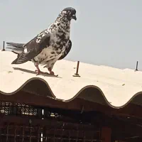 کفتر گرو|پرنده|ری, تقی آباد|دیوار