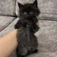 واگذاری گربه بریتیش و پرشین فوری فروشی