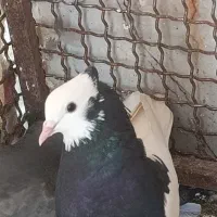 طوقی سیاه ماده بزن