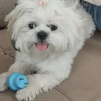 سگ شیتزو مالتیز ماده گم شده|حیوانات|تبریز, |دیوار