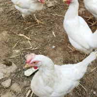 مرغ سفید دونه 450فقط