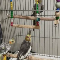 جوجه عروس هلندی