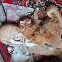 بچه گربه ۳ ماهه|گربه|مشهد, طلاب|دیوار
