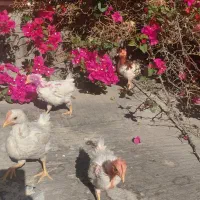 جوجه خروس و مرغ محلی