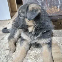 واگذاری تولسگ ژرمن|سگ|اصفهان, آزادان|دیوار