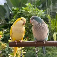 گرینچیک راهب خورشیدی انواع طوطی سانان