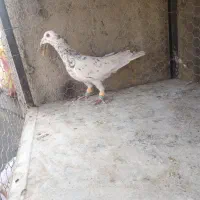 کبوتر سرور و موشی طوق سفید و سیاه دم سفید