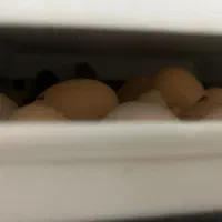 جوجه مرغ و خروس|حیوانات مزرعه|رحیمآباد, |دیوار