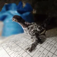 جوجه کوشین  معاوضه هم میشه   چیزی بکارم بیاد|حیوانات مزرعه|خوش‌رودپی, |دیوار