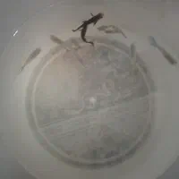 ماهی گوپی|ماهی|تربت‌حیدریه, شهرک ولیعصر|دیوار