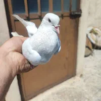 کفتر پرشی و مسافتی