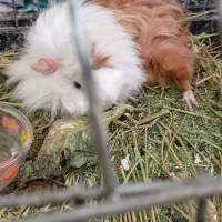 خوکچه هندی خوشگل وبامزه|موش و خرگوش|تهران, امیر بهادر|دیوار