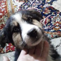 فروش سگ محلی توله دو ماهه نژاد هاکسی چشم یخی با س