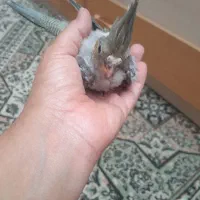 جوجه عروس