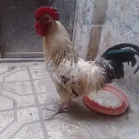 خروس