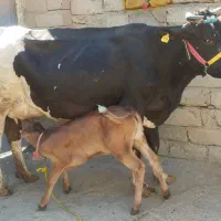 گاو گوساله شیری هلشتاین اصیل طلای ناب