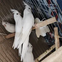 عروس هلندی البینو