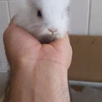 بچه خرگوش جرسی