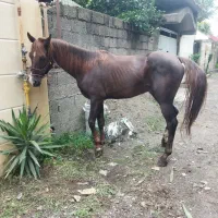 اسب عرب کورسی