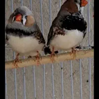 فروش عروس مولد با با قفس آب خوری دون خوری.|پرنده|بندرعباس, |دیوار