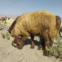 قوچ|حیوانات مزرعه|سده (فارس), |دیوار
