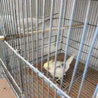 عروس هلندی جفت مولد تضمینی جفت خوب|پرنده|رزن, |دیوار