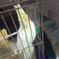طوطی عروس ماده