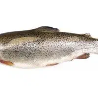 پرورش ماهی غزل الا