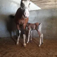 اسب|اسب و تجهیزات اسبسواری|شهرکرد, |دیوار