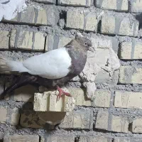 کبوتر|پرنده|حمیدیه, |دیوار