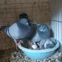 کبوتر پرشی|پرنده|عقدا, |دیوار