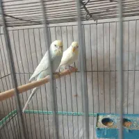 معاوضه جفت مرغ عشق رنگین کمونی