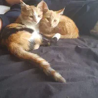 دوعدد بچه گربه ی خونگی