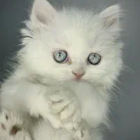 فروش گربه