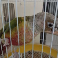 گرینچیک|پرنده|فولادشهر, مسکن مهر فولادشهر|دیوار