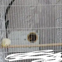 یک جفت عروس بالغ|پرنده|رشت, جانبازان|دیوار