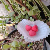 قند ونبات خاص مخصوص خاص پسندا|خوردنی و آشامیدنی|بردسیر, |دیوار