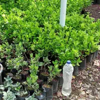 انواع شمشاد نایلکسی ولاوسون