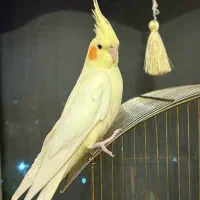 عروس هلندی گم شده