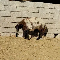 میش داشتی|حیوانات مزرعه|اندیمشک, |دیوار