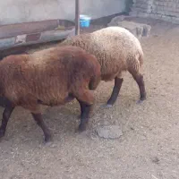 گوسفند نر ماده|حیوانات مزرعه|امامزاده عبدالله, |دیوار