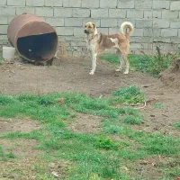سگ سرابی نر