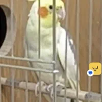 گمشده عروس|پرنده|قم, دانش|دیوار