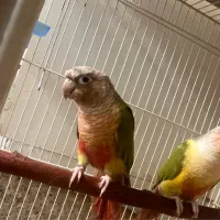 گرین چیک مولد|پرنده|بیرجند, |دیوار