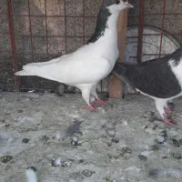 سه عدد کفتر