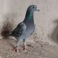 دو عدد ماده مسافتی