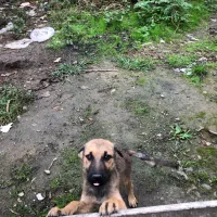 توله سگ نگهبان واگذاری|سگ|رشت, آتشگاه|دیوار