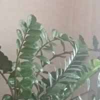 کارگر ساده